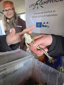 Spoznavali-smo-dvozivke.-Foto-Dijana-Kosic-Kocjan-scaled